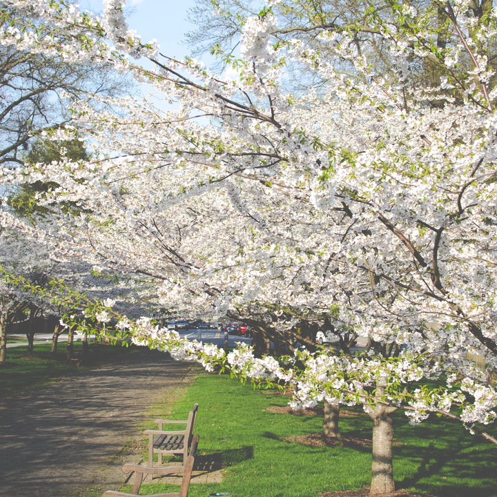 Spring Wellness